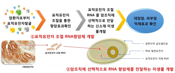 RNA 항암제를 전달하는 <span class='searchWord'>살모넬라</span>백신 개발 모식도 (사진제공=고려의대 알레르기면역연구소) ⓒ의협신문