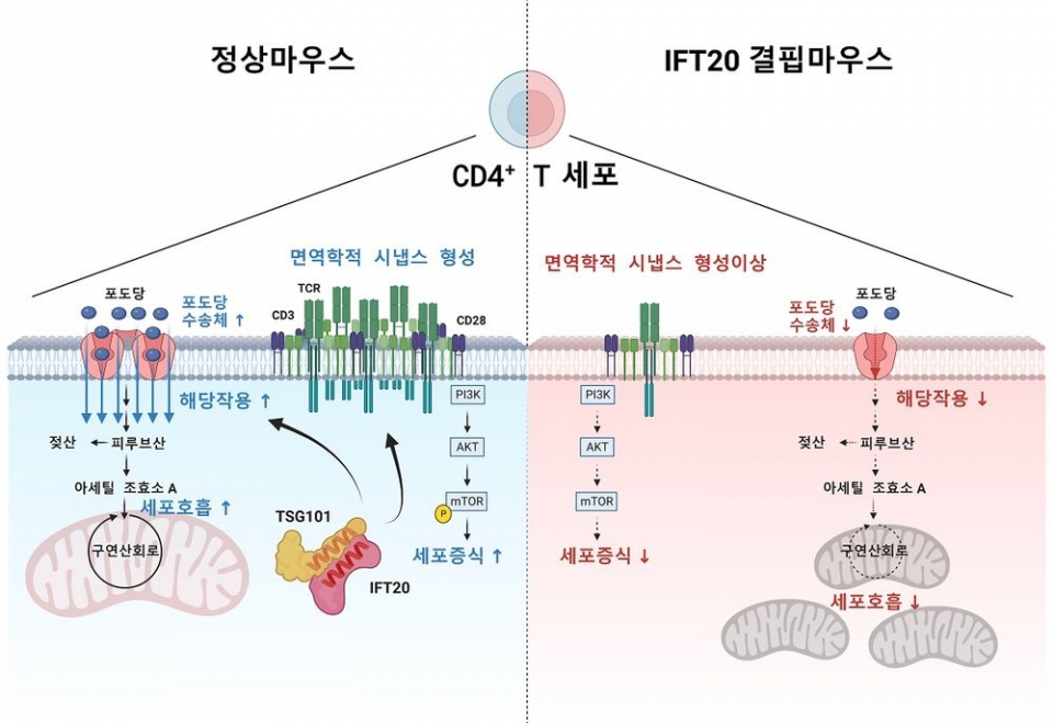 ■ 연구 모델 요약도. IFT20단백질은 TSG101과 결합해 면역학적 시냅스를 형성한다. 면역학적 시냅스가 형성되면 PI3K-AKT-mTOR 신호가 증폭돼 CD4+ T세포가 증식하고, 포도당수송체가 증가해 해당작용과 세포호흡이 증가하게 된다. IFT20이 결핍된 CD4+ T세포에서는 면역학적 시냅스 형성이 저하되며, 이로 인해서 세포증식과 해당작용, 세포호흡 모두가 감소하게 된다.