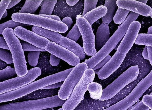 장내 세균 이미지 [사진=pixabay] ⓒ의협신문