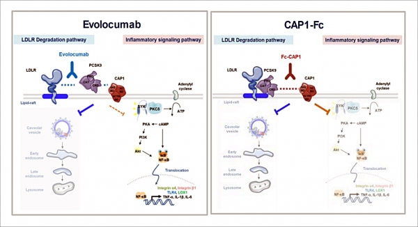 <span class='searchWord'>PCSK9</span> 차단제 비교. 왼쪽은 시판 중인 에볼로큐맵의 1중 차단 효과이고, 오른쪽은 개발 중인 신치료제의 2중 차단 효과. 에볼로큐맵은 <span class='searchWord'>PCSK9</span>에 붙는 항체로 LDL-수용체와의 결합을 방해함으로써 LDL-수용체 파괴를 예방해 혈중 콜레스테롤을 낮춘다. 하지만 <span class='searchWord'>PCSK9</span>-CAP1 결합은 방해를 하지 못해 <span class='searchWord'>PCSK9</span>에 의한 염증 유발 기전은 그대로 살아남게 된다. 반면, 김효수 교수팀이 개발한 새로운 치료제(Fc-CAP1 등)는 <span class='searchWord'>PCSK9</span>-CAP1 결합을 차단, LDL-수용체 파괴를 막으면서 염증 유발 기전도 차단할 수 있다. ⓒ의협신문