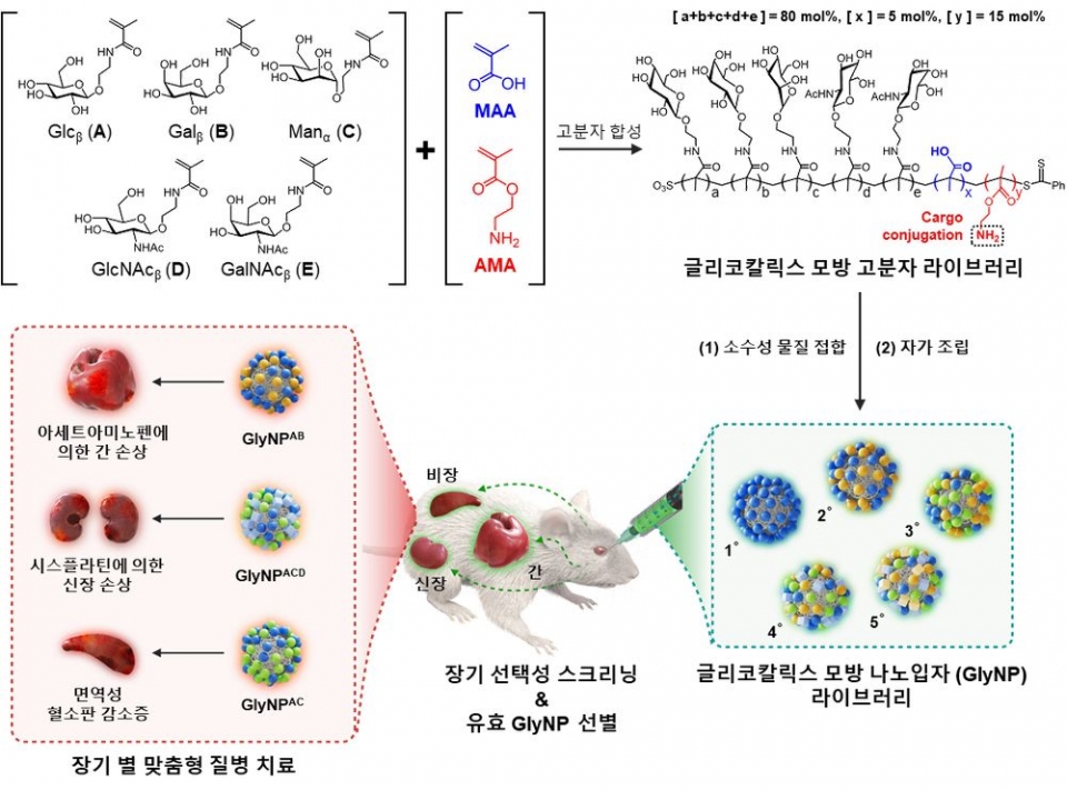 ■ 장기 선택적 인공 탄수화물 나노입자(Glycocalyx-mimicking nanoparticles; GlyNPs) 선별 및 평가 모식도.