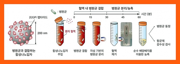 합성나노입자를 활용한 uRAST의 병원균 분리 단계 ⓒ의협신문