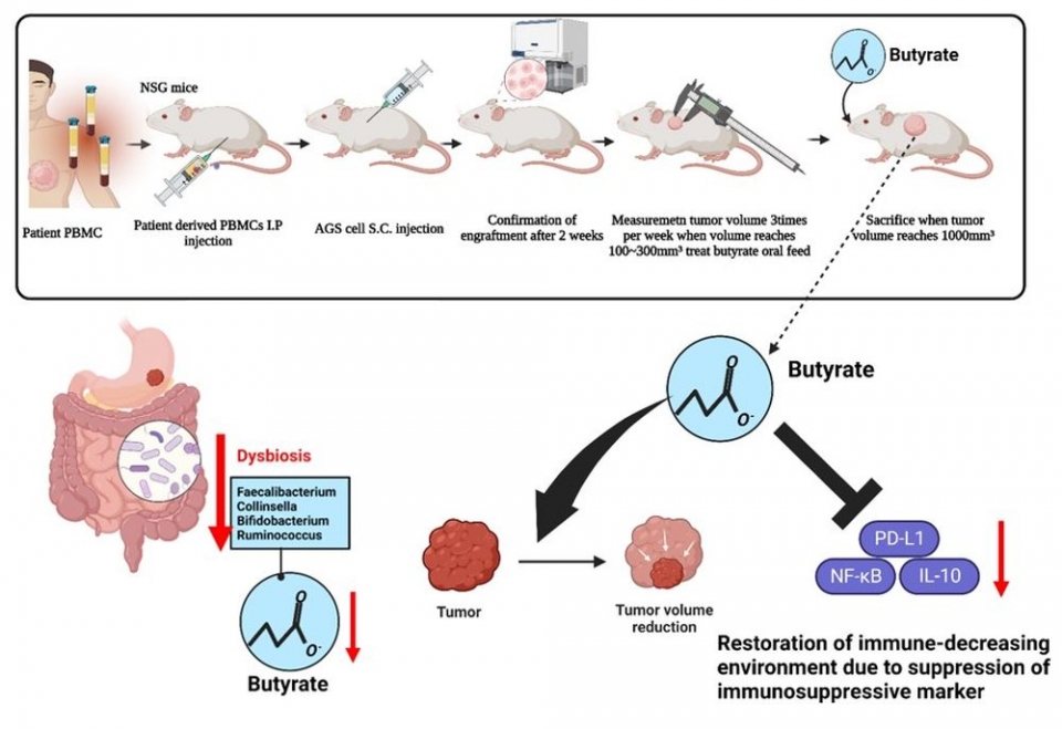■ 장내균총 중 하나인 페칼리박테리움의 대사산물인 부티레이트에 의한 위암 환자 면역 저하 상황 제어 기전 모식도.