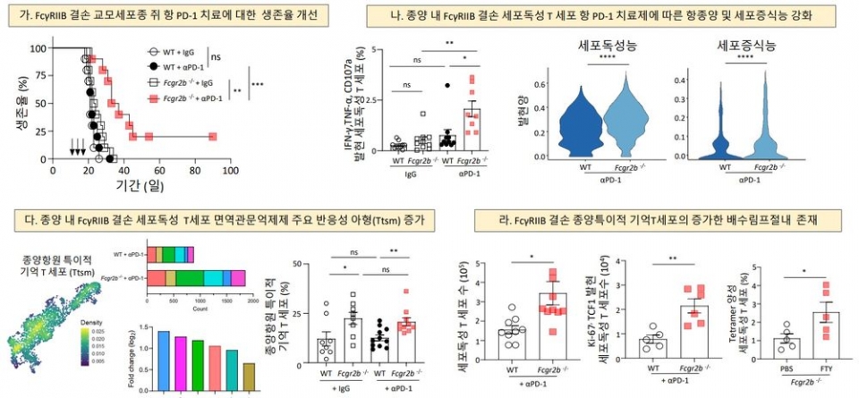 ■ 그림 1. 억제성 Fc 감마수용체(FcγRIIB) 결손에 따른 교모세포종 뇌종양 실험 쥐의 항 PD-1 치료제 항종양 활성 증가에 따른 생존율 개선 연구결과. 가)실험 쥐 교모세포종 모델에서 대표적 면역관문억제제인 항 PD-1 치료제 투여에 따른 항종양 효과가 FcγRIIB 결손 그룹 특이적으로 나타나고, 이는 증가한 생존율로 확인된다. 나)교모세포종 종양내 침투한 FcγRIIB 결손 세포독성 T 세포의 경우 증가한 항종양 기능과 세포분열 기능을 확인 할 수 있다. 다)FcγRIIB 결손의 경우 '종양항원 특이적 기억 T 세포'의 증가가 확인되고, 해당 세포 아형의 경우 면역관문억제제 주요 반응성 아형으로 여겨진다. 라)특징적으로 항 PD-1 치료제의 주요 반응성 아형인 '종양항원 특이적 기억 T 세포'의 경우 종양 배수 림프절에, 높은 세포 증식 인자의 발현형으로 존재함을 확인 할 수 있다.