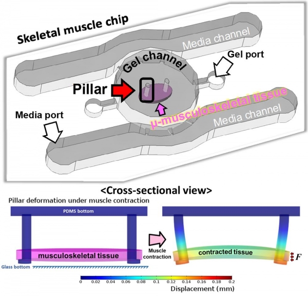 ■ 그림 1. 근육 조직 최적화를위한 미세유체칩 모식도.